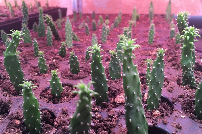 USE of LED Lights for growing Cactus - dryGrow Foundation