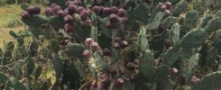 Opuntia Ficus Indica