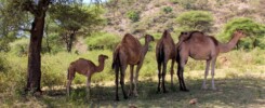 Camels in Kenya